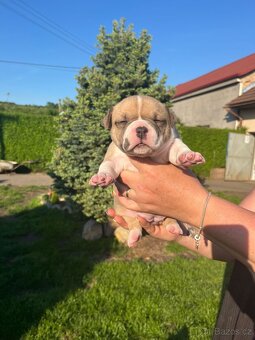 Štěňátko American Bully - 9