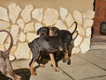 Louisianský leopardí pes - 9