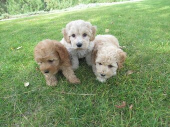 Maltipoo štěňátka - 9