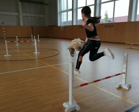 Překážky Hobby horse 110 a 60cm - 9