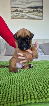 NĚMECKÝ BOXER ŠTĚŇATA narozená 31.10.2025 - 9