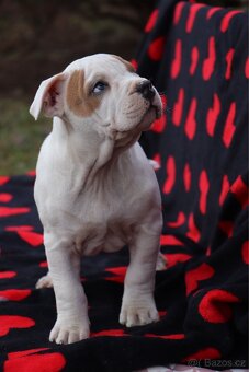 Americký stafordšírský teriér s PP pejsek SPIRIT - 9