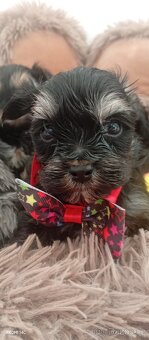 Jorkšírský teriér - 9