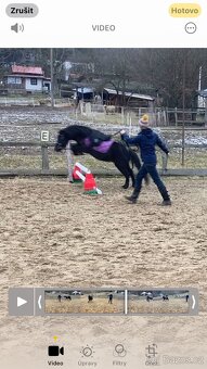 Pony valach 4 roky - 9