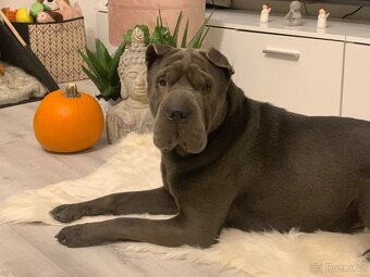 Sharpei bez PP ke krytí - 9