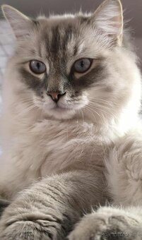 Ragdoll koťatka blue lynx - 9