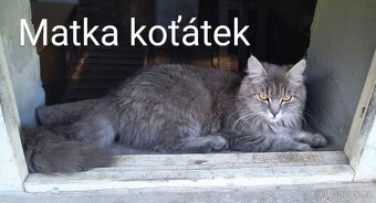 Nabízím koťátka - 9