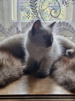 Ragdoll koťata - 9