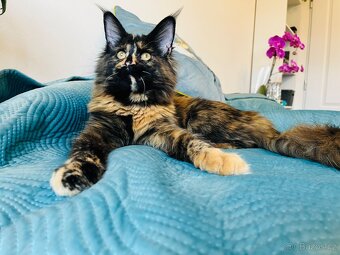 Mainská mývalí s pp - 9