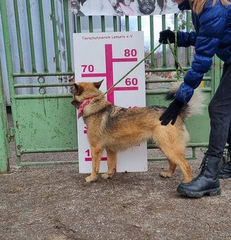 HAIFA K ADOPCI - 2,5 ROKU, PŘÁTELSKÁ, HRAVÁ, ZVĚDAVÁ - 9