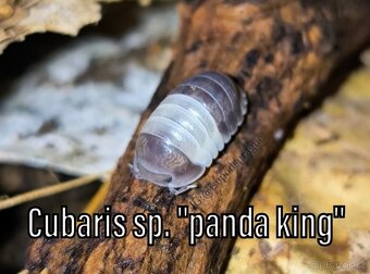 Isopody, mnohonožky, chvostoskoci - posílám v termoboxu - 9