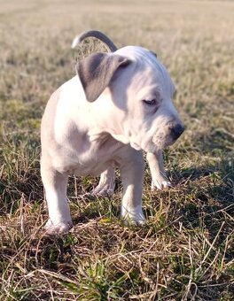 American Bully Standard - 9
