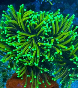 Morske koraly - Nova ponúka - 9