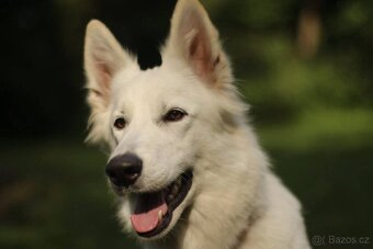 Štěňátko bílý Švýcarský ovčák - 9