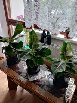 PRODÁM 3 KUSY BANÁNOVNÍKŮ A 4 KUSY ALOE VERA LÉČIVÉ - 9