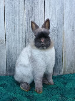 Zakrslý siamský žlutý samečci s rodokmenem - 9