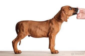 Rhodéský Ridgeback- VOLNÁ fenka a pejsek s PP,ihned k odběru - 9