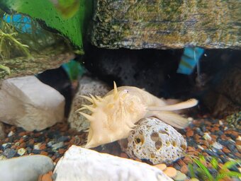 akvarium komplet - 9