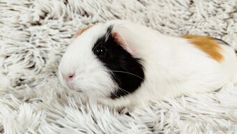 Morče, Morčátko, Morčátka, Morčata - BETTY - 9