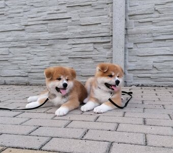 Akita inu - 9