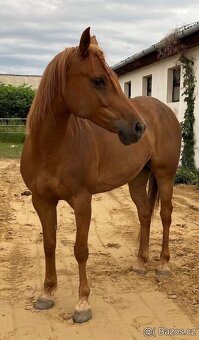 Klisnička s 75% arabské krve - 9