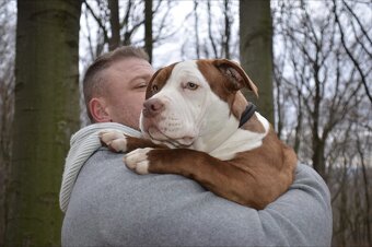 American bully - ch.s. Family Muscle Bullies - 9