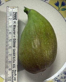 Mrazuvzdorné Fíkovníky - 9