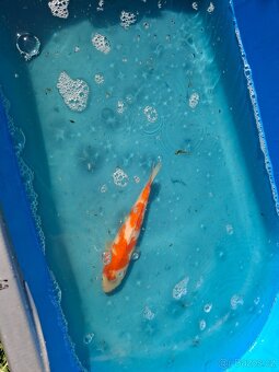 Koi kapr - 9