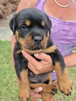 Šteniatka Rottweilera,Rotvajler s PP na predaj 🐾 - 9
