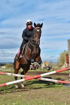 Rabbit Requinto, 7letý valach A1/1 na prodej - 9
