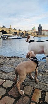 American bully XL krytí - 9