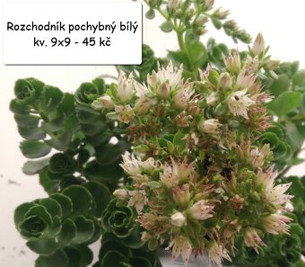 Rozchodník (Sedum) – na skalku i balkón - 9
