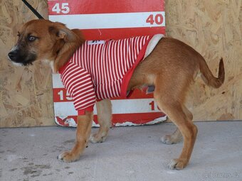 Mochi hledá domov - 9