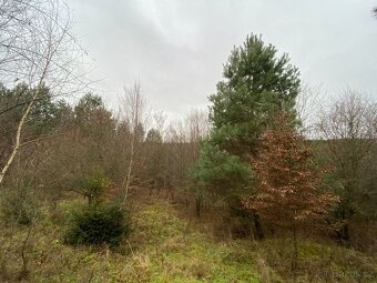 Lesní pozemek Šarovy - 9