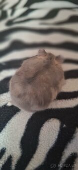 Křeček džungarský - 9