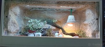 Terárium - 9