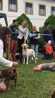 Labrador retriever s PP - Nabídka krytí - 9