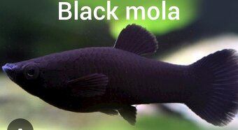 Guppy farma Senohraby - 9