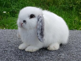 Kouzelná Miminka Anglický Zakrslý Beránek MiniLop✅ - 9