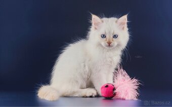 Něvská maškaráda s PP - 9