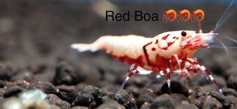 TOP PREMIUM Akva Krevetky Caridina a Neocardina - Odchovy - 9