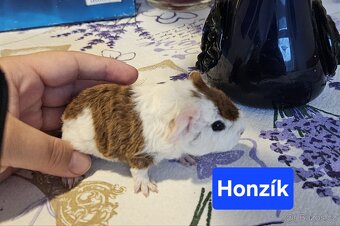 Morčata - miminka. - 9