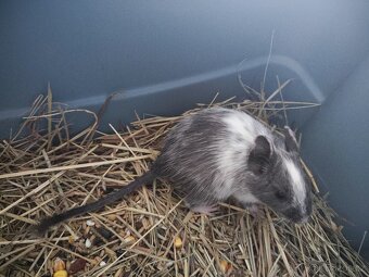 Osmák Degu - 9