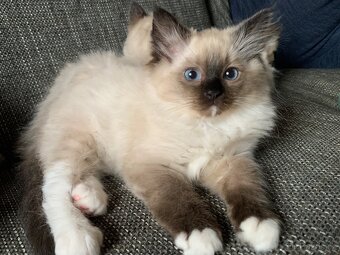 ❤️❤️Ragdoll s PP kočičky - 9