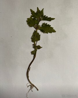 Herbář - 9