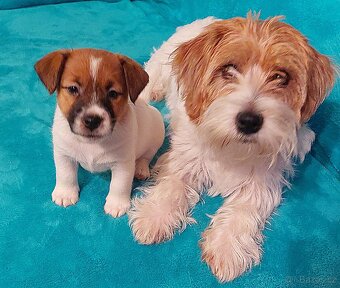 Jack Russell Terier - pejsek s pp - 9