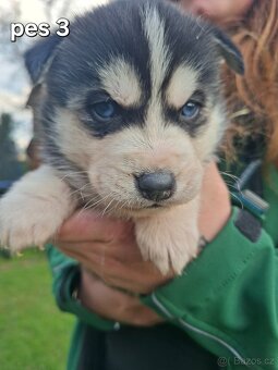 Sibiřský husky - 9