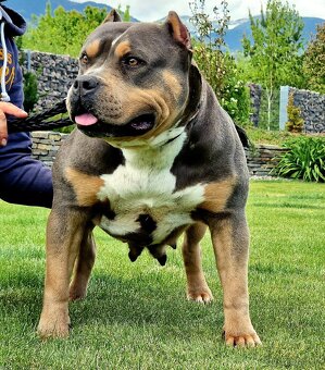 American bully XL XXL - 9