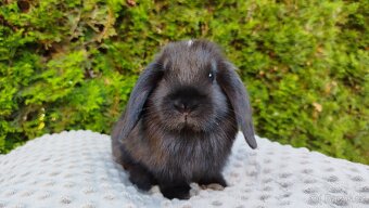 Zakrslý beránek, králík, králíček PIPER - 9