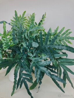 Živá rostlina Tečkovka, Phlebodium Aureum - 9